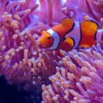 orange and white fishes